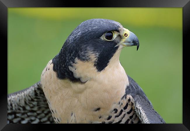 Profile of a Peregrine Falcon Framed Print by Kathleen Stephens