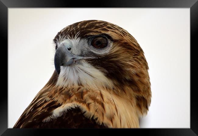 Portrait of a Red Tailed Hawk Framed Print by Kathleen Stephens