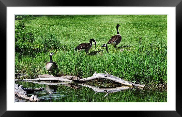  Geese and Stream  Framed Mounted Print by Kathleen Stephens