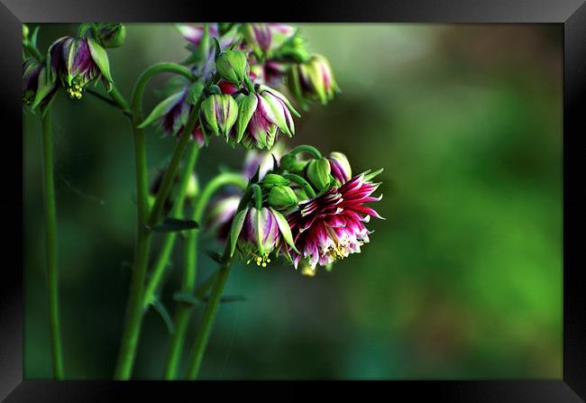  Aquilegia in Red Framed Print by Kathleen Stephens