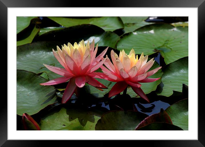 Pair of Pink Waterlilies Framed Mounted Print by Kathleen Stephens