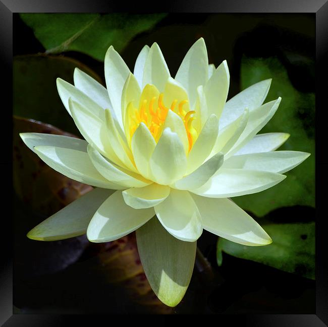  White Waterlily Framed Print by Kathleen Stephens