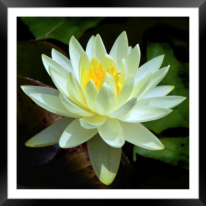  White Waterlily Framed Mounted Print by Kathleen Stephens