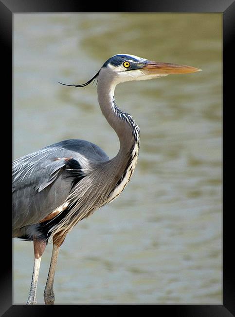 Great Blue Heron in Profile Framed Print by Kathleen Stephens