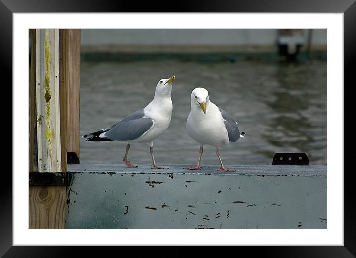 Colliding Seagulls Framed Mounted Print by Kathleen Stephens