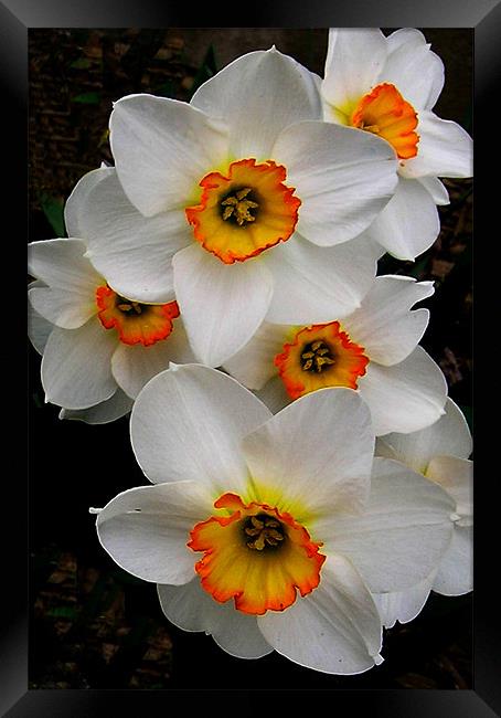 Narcissus Tazetta Framed Print by Kathleen Stephens