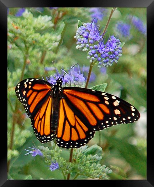 Open-Winged Monarch Framed Print by Kathleen Stephens