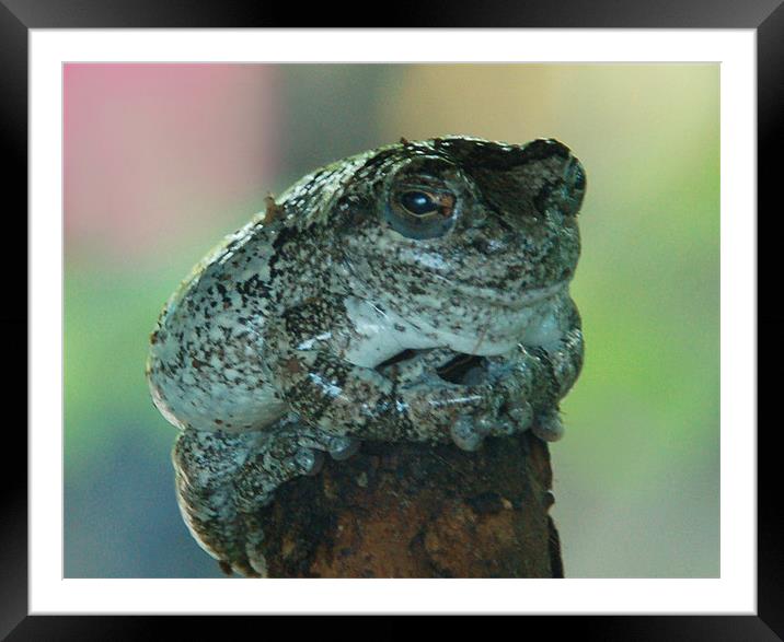 Perching Frog Framed Mounted Print by Kathleen Stephens