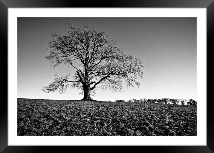 EXTON TREE Framed Mounted Print by Daniel Cowee