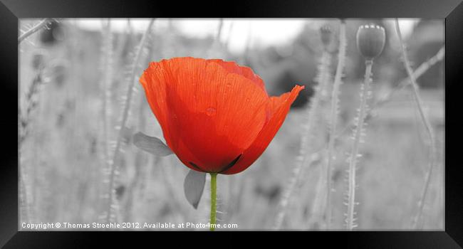 Red Poppy Framed Print by Thomas Stroehle