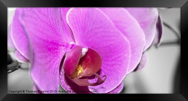 Orchid Framed Print by Thomas Stroehle