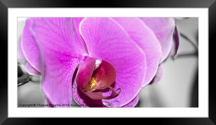 Orchid Framed Mounted Print by Thomas Stroehle