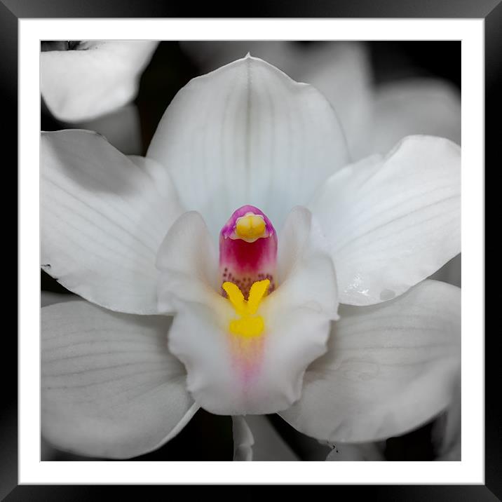 orchid 3 Framed Mounted Print by Thomas Stroehle
