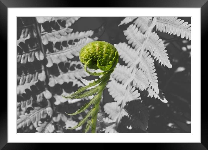 Green Fern  Framed Mounted Print by Thomas Stroehle