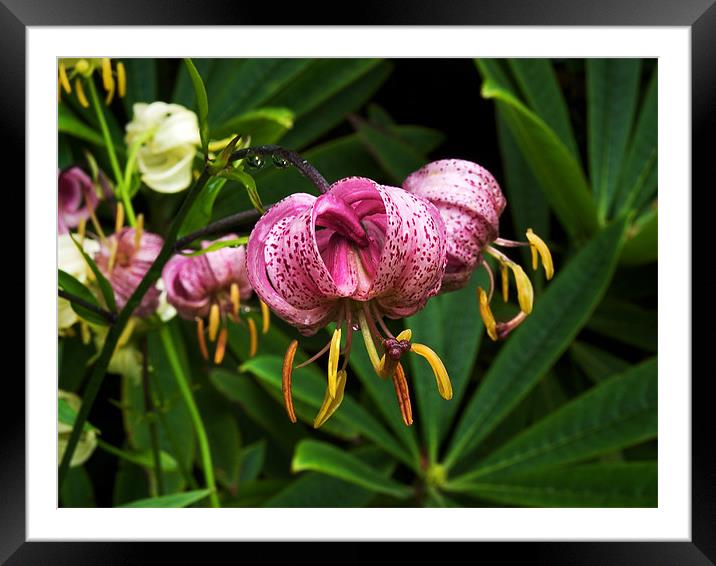The flower after the rain Framed Mounted Print by Kate Barley