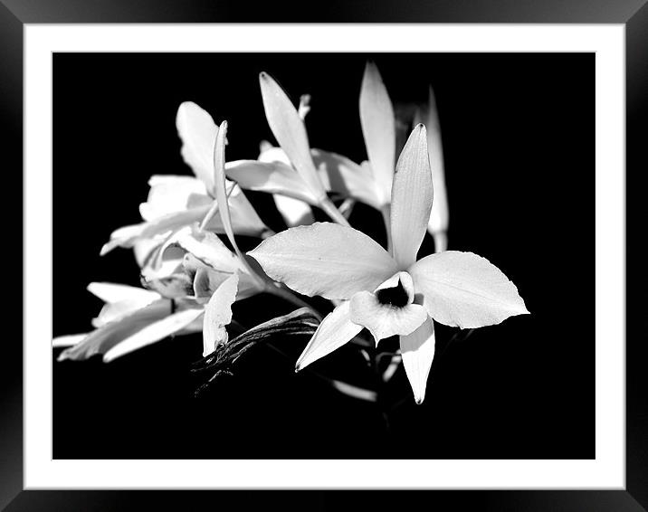 white orchids Framed Mounted Print by Kate Barley