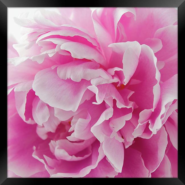 Pink Peony Framed Print by Kate Barley