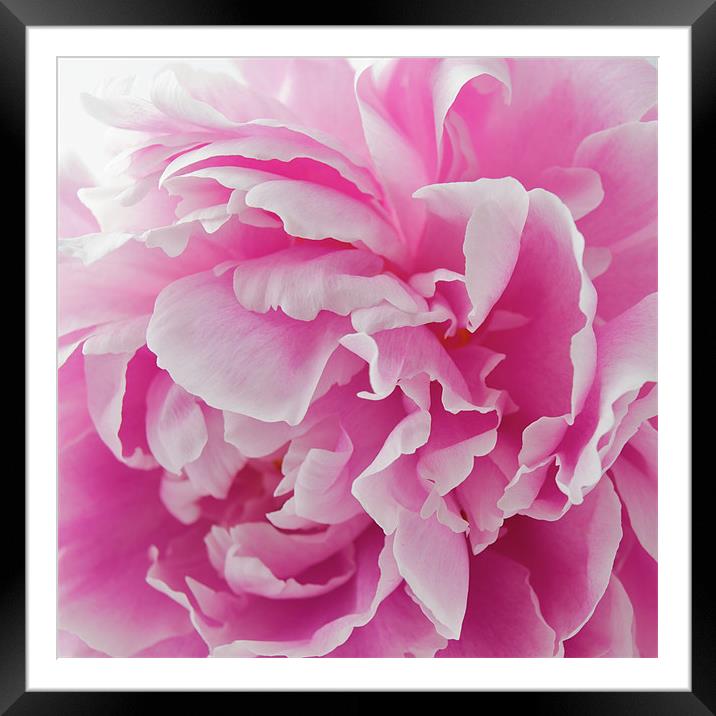 Pink Peony Framed Mounted Print by Kate Barley