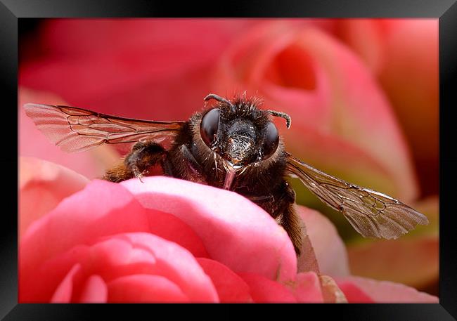 Hairy-footed Flower Bee Framed Print by Jamie Stokes