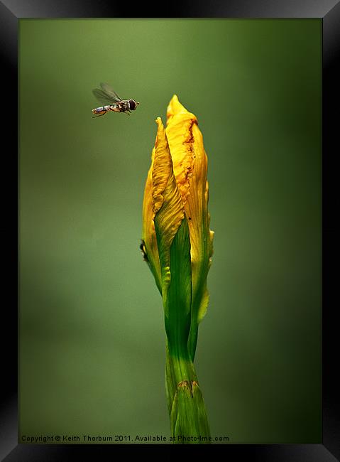 Hover Fly Flower Framed Print by Keith Thorburn EFIAP/b