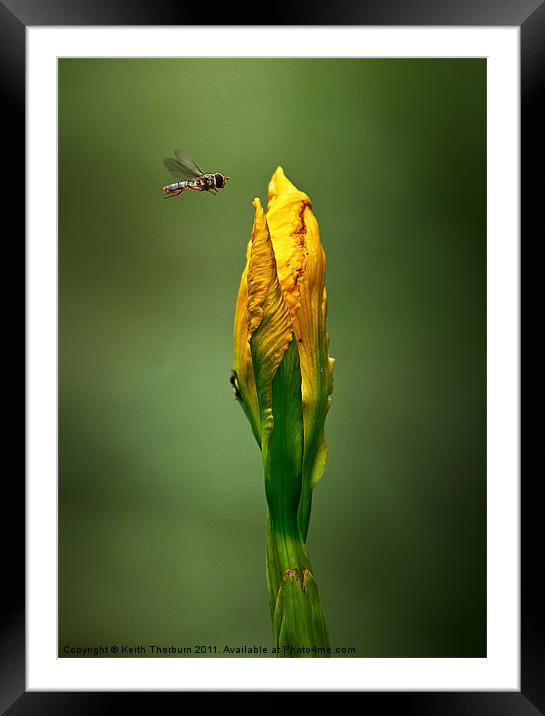 Hover Fly Flower Framed Mounted Print by Keith Thorburn EFIAP/b