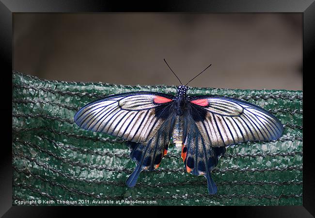 Low's Swallowtail (Papilio troilus) Framed Print by Keith Thorburn EFIAP/b