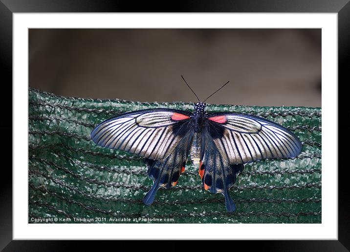 Low's Swallowtail (Papilio troilus) Framed Mounted Print by Keith Thorburn EFIAP/b