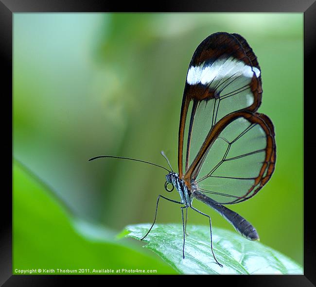 Glasswing (Greta Oto) Framed Print by Keith Thorburn EFIAP/b