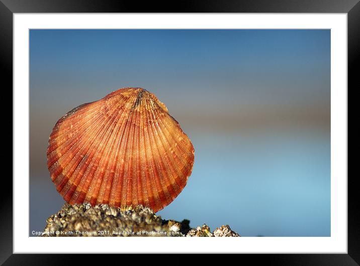 Orange Sea Shell Framed Mounted Print by Keith Thorburn EFIAP/b