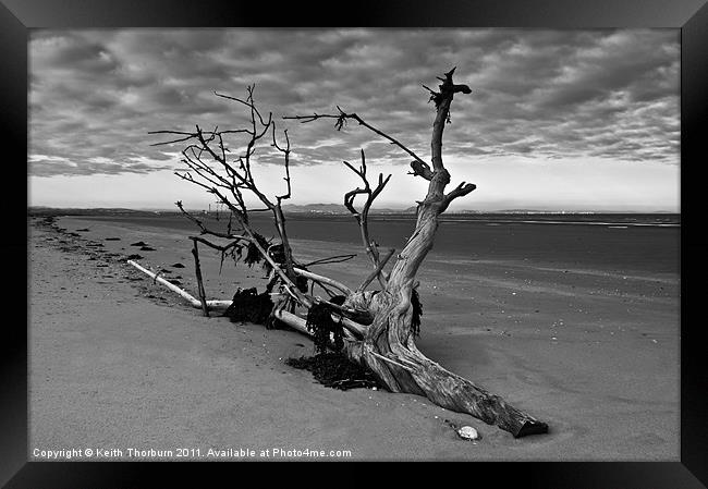 Beached Tree Framed Print by Keith Thorburn EFIAP/b