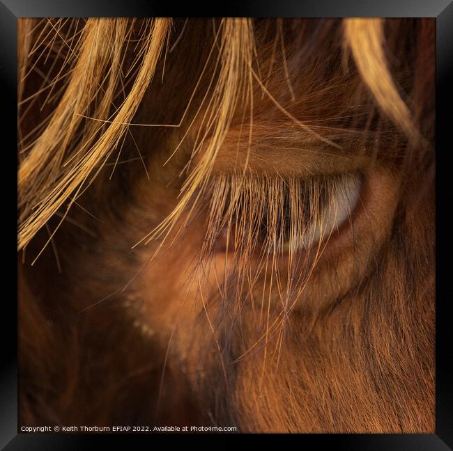 Papa Cow Eye BW Framed Print by Keith Thorburn EFIAP/b