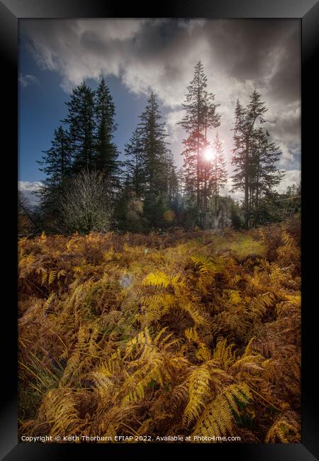 Autumn Afternoon Sun Framed Print by Keith Thorburn EFIAP/b