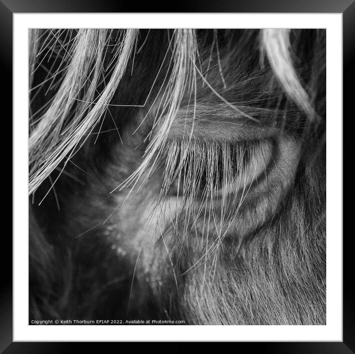 Highland Cow Eye Framed Mounted Print by Keith Thorburn EFIAP/b