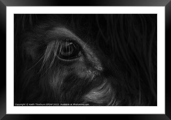 Papa Cow Eye BW Framed Mounted Print by Keith Thorburn EFIAP/b