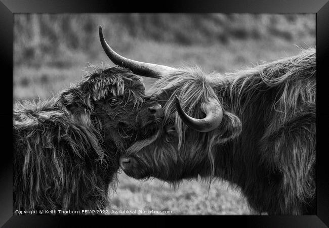 Mother Calf Moment BW Framed Print by Keith Thorburn EFIAP/b