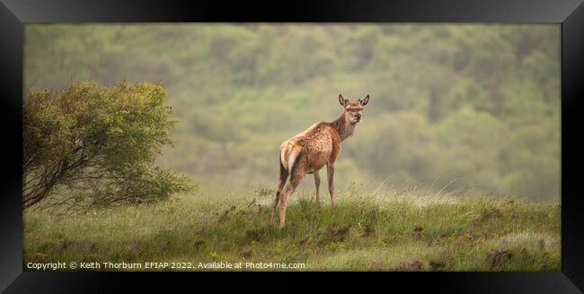 Red Deer Framed Print by Keith Thorburn EFIAP/b