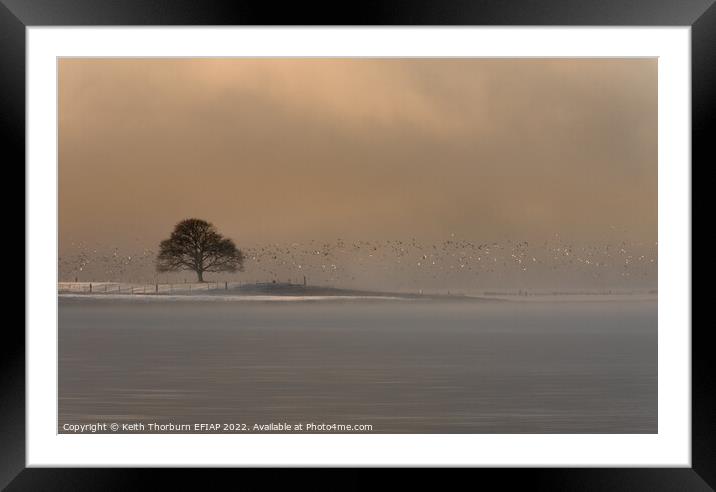 Winter Light on the Birds Framed Mounted Print by Keith Thorburn EFIAP/b