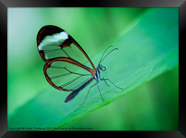 Glasswing Butterfly Framed Print by Keith Thorburn EFIAP/b