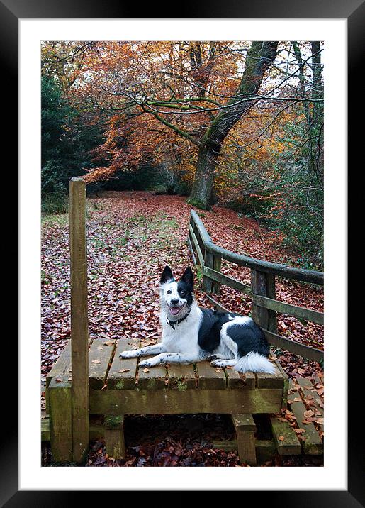 Border Collie Resting Framed Mounted Print by Keith Thorburn EFIAP/b