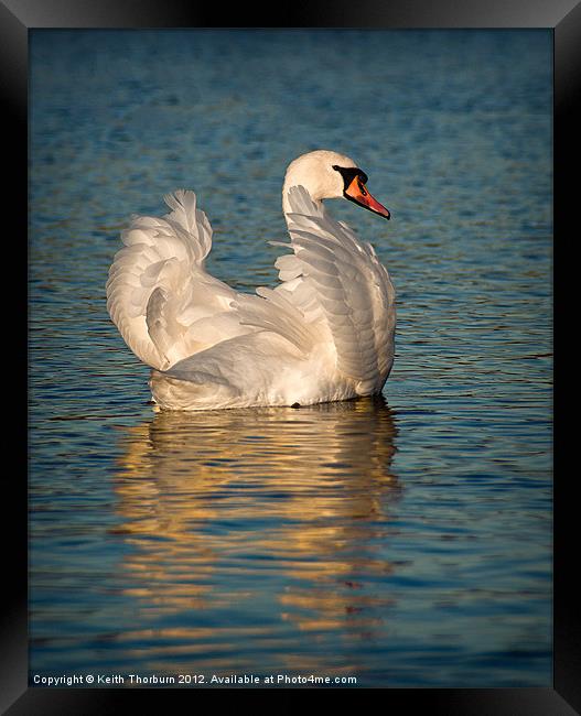 Mute Swan Framed Print by Keith Thorburn EFIAP/b