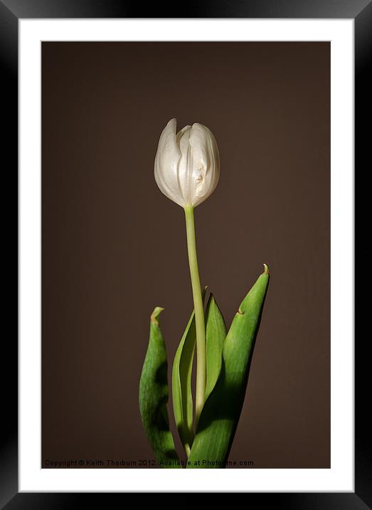 Tulip Framed Mounted Print by Keith Thorburn EFIAP/b