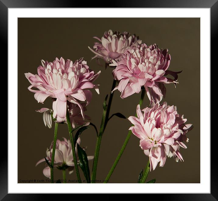 Mini Chrysanthemum Framed Mounted Print by Keith Thorburn EFIAP/b