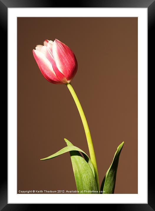 Tulip Framed Mounted Print by Keith Thorburn EFIAP/b