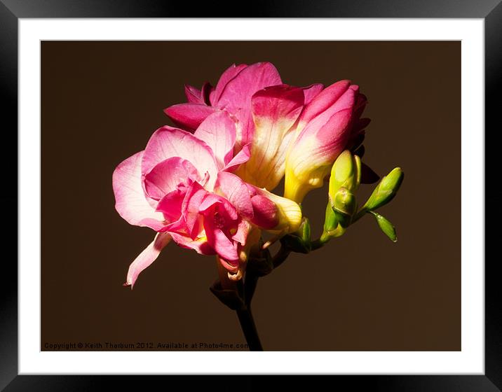 Tulips Bulbs Framed Mounted Print by Keith Thorburn EFIAP/b