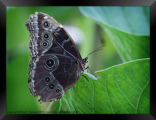 Blue Morpho (M. menelaus) Framed Print by Keith Thorburn EFIAP/b