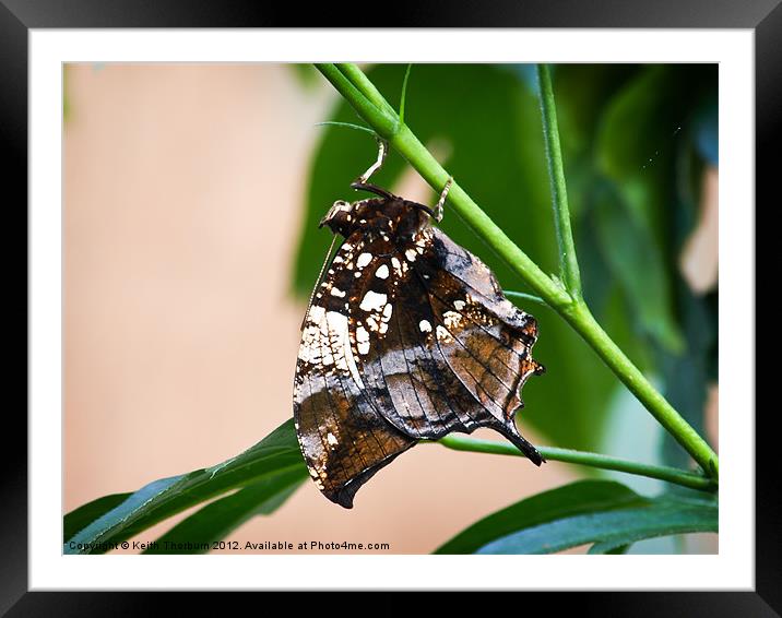 Swallowtail Family Framed Mounted Print by Keith Thorburn EFIAP/b
