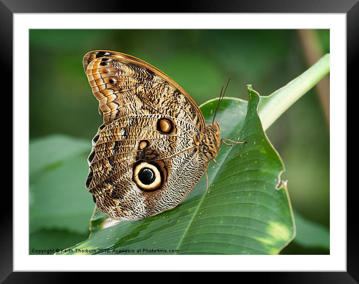 The Owl Framed Mounted Print by Keith Thorburn EFIAP/b