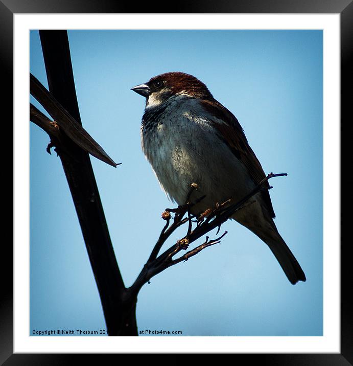 Tree Sparrow Framed Mounted Print by Keith Thorburn EFIAP/b