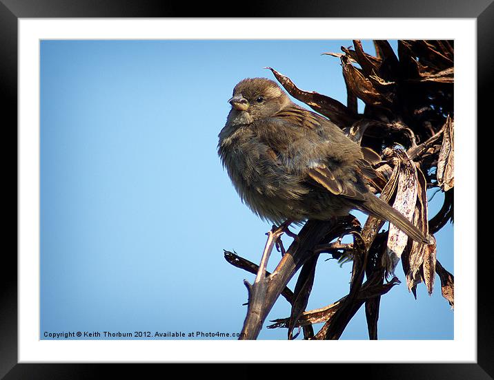 Female Tree Sparrow Framed Mounted Print by Keith Thorburn EFIAP/b