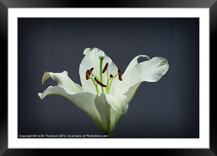 Lilly Framed Mounted Print by Keith Thorburn EFIAP/b